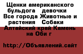 Щенки американского бульдога ( девочки) - Все города Животные и растения » Собаки   . Алтайский край,Камень-на-Оби г.